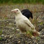 A leucistic raven, distinct for its white coloration, is photographed north of Kenai. (Photo courtesy Gregory Messimer)