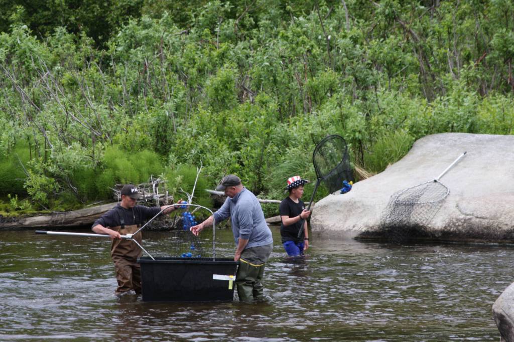 Event volunteers wade through the Anchor River to snag ducks as they cross the finish line during the Fourth of July Duck Race on Sunday, July 2, 2023 in Anchor Point, Alaska. (Delcenia Cosman/Homer News)