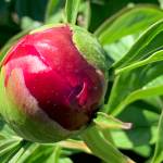 A peony flower begins to bloom in the peony garden at WKFL Park  on Pioneer Avenue on Saturday, July 1, 2023 in Homer, Alaska. Photo by Christina Whiting