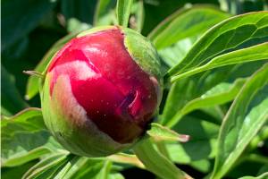 A peony flower begins to bloom in the peony garden at WKFL Park  on Pioneer Avenue on Saturday, July 1, 2023 in Homer, Alaska. Photo by Christina Whiting