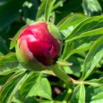 A peony flower begins to bloom in the peony garden at WKFL Park on Pioneer Avenue on Saturday, July 1, 2023 in Homer, Alaska. Photo by Christina Whiting