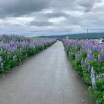 Lupine are in full bloom along the Homer Spit Road on Sunday, July 2, 2023 in Homer, Alaska. Photo by Christina Whiting