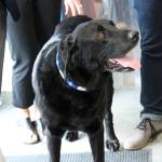 AlaSkins poster dog Max greets attendees at an event celebrating AlaSkins being named Alaska Manufacturer of the Year on Thursday, July 6, 2023 in Soldotna, Alaska. (Ashlyn OHara/Peninsula Clarion)