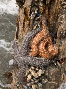 Seastars cling to pilings below the Homer Harbor at Lands End Resort during a low tide on Sunday, July 2, 2023 in Homer, Alaska. Photo by Christina Whiting