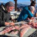 Visitors and community members clean a days catch of halibut at a fish cleaning station on Monday, July 3, 2023 on the Homer Spit in Homer, Alaska. Photo by Christina Whiting