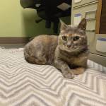 Liza  2-year-old female, dilute tortie. Photo courtesy Homer Animal Shelter