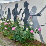 Peonies are in bloom along Pioneer Avenue on Friday, July 21, 2023 in Homer, Alaska as Homer celebrates its City of Peonies designation. Photo by Christina Whiting