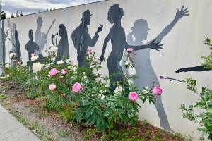 Peonies are in bloom along Pioneer Avenue on Friday, July 21, 2023 in Homer, Alaska as Homer celebrates its City of Peonies designation. Photo by Christina Whiting