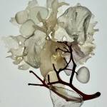 Translucent Nest, a photo collage on metal of kelp and beachglass by Seldovia artist Jenifer Cameron is on display at Homer Council on the Arts through July. Photo courtesy Jenifer Cameron