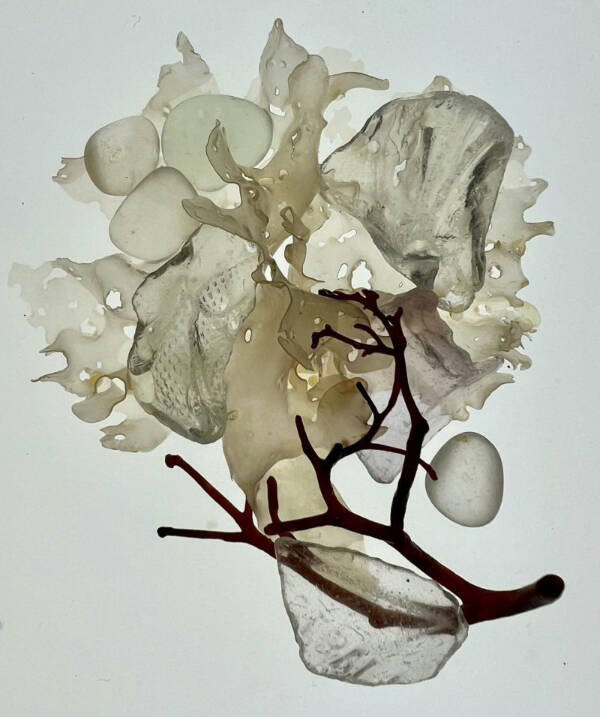 Translucent Nest, a photo collage on metal of kelp and beachglass by Seldovia artist Jenifer Cameron is on display at Homer Council on the Arts through July. Photo courtesy Jenifer Cameron