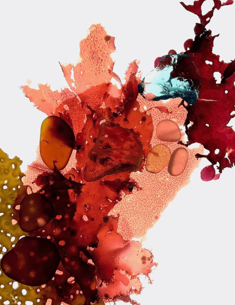 Sunrise, a photo collage on metal of kelp and beachglass by Seldovia artist Jenifer Cameron is on display at Homer Council on the Arts through July. Photo courtesy Jenifer Cameron