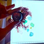 Homer Council on the Arts featured artist Jenifer Cameron shows visitors how to look at kelp and beach glass beneath a lightbox in a hands-on exploration activity during First Friday on July 7, 2023 in Homer, Alaska. Photo courtesy of Jenifer Cameron