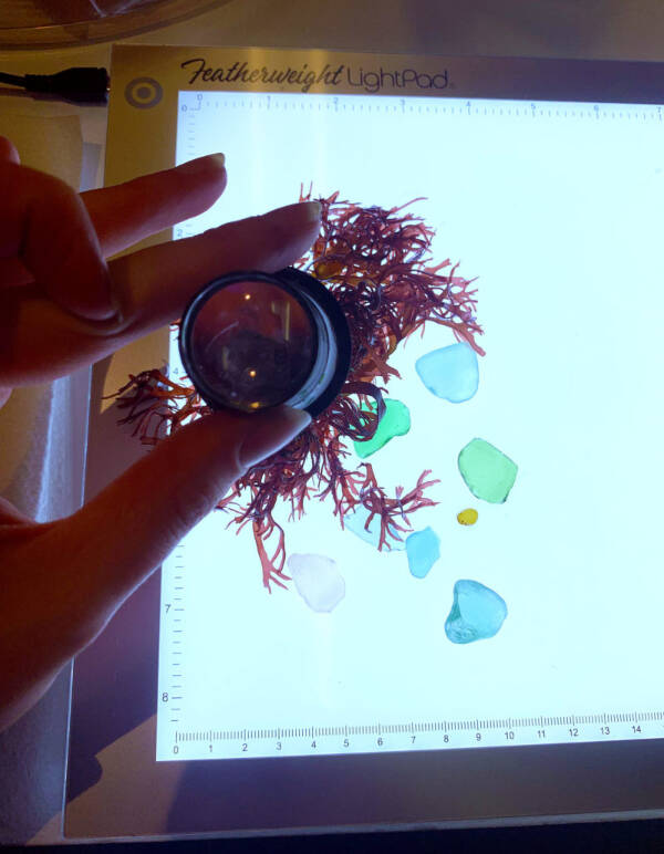 Homer Council on the Arts featured artist Jenifer Cameron shows visitors how to look at kelp and beach glass beneath a lightbox in a hands-on exploration activity during First Friday on July 7, 2023 in Homer, Alaska. Photo courtesy of Jenifer Cameron