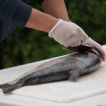James Wardlow demonstrates filleting a salmon with an ulu during a smoked salmon demonstration, part of Fish Week 2023, on Wednesday, July 19, 2023, at the Kenai National Wildlife Refuge Visitor Center in Soldotna, Alaska. (Jake Dye/Peninsula Clarion)