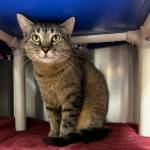 Una, 2-year-old female. Photo courtesy of Homer Animal Shelter