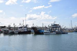 Homer Harbor on Saturday, May 20.  Emilie Springer/ Homer News