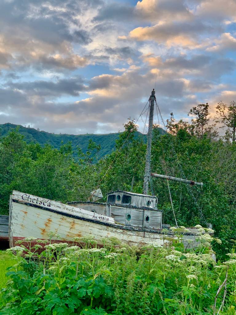 An old fishing vessel, the F/V Chelsea, sits amidst a field of pushki four miles out East End Road on Saturday, July 22, 2023 in Homer, Alaska. Photo by Christina Whiting