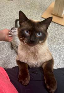 Griffin, two-year-old male. Photo courtesy of Homer Animal Shelter