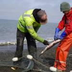 Sockeye salmon are pulled from a set gillnet at a test site for selective harvest setnet gear in Kenai, Alaska, on Tuesday, July 25, 2023. (Jake Dye/Peninsula Clarion)
