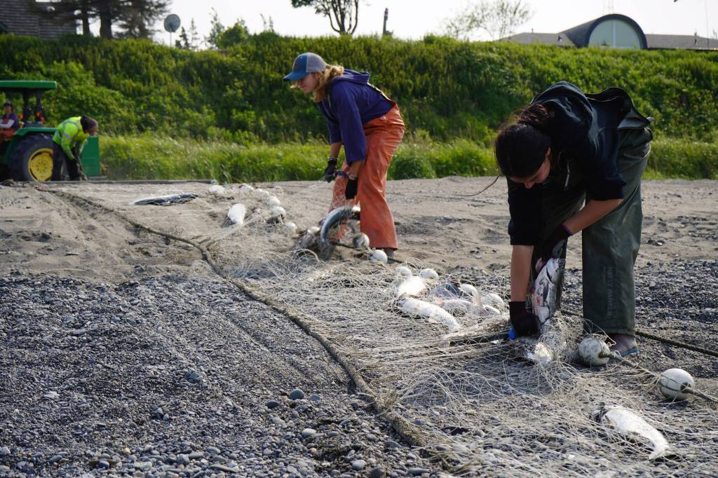 Sockeye salmon are pulled from a set gillnet at a test site for selective harvest setnet gear in Kenai, Alaska, on Tuesday, July 25, 2023. (Jake Dye/Peninsula Clarion)