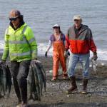 Sockeye salmon are gathered together at a test site for selective harvest setnet gear in Kenai, Alaska, on Tuesday, July 25, 2023. (Jake Dye/Peninsula Clarion)