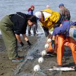 Salmon are pulled from a set gillnet at a test site for selective harvest setnet gear in Kenai, Alaska, on Tuesday, July 25, 2023. (Jake Dye/Peninsula Clarion)