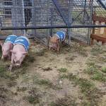 Photos provided by Lara McGinnis
Racing pigs at the 2022 Kenai Peninsula Fair.