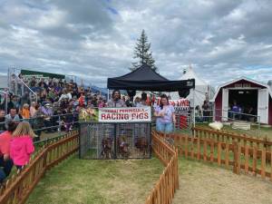 Racing pigs at the 2022 Kenai Peninsula Fair. Photo provided by Lara McGinnis