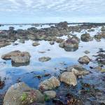 Rocks, kelp and clouds are reflected in low tide pools along Diamond Creek Beach on Tuesday, Aug. 1, 2023 in Homer, Alaska. Photo by Christina Whiting