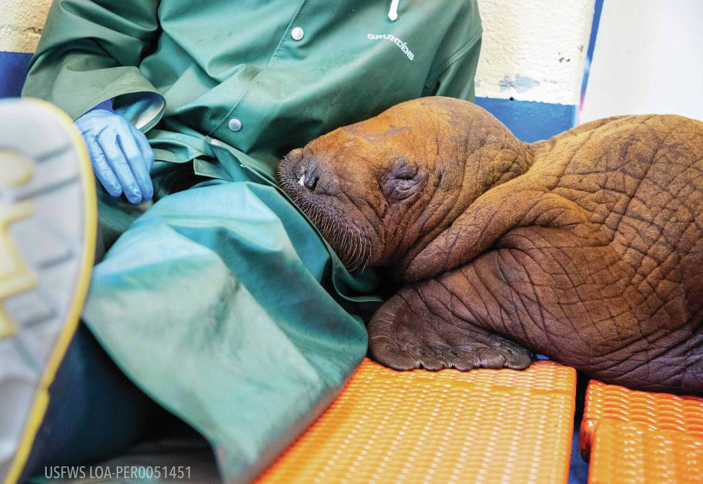 Photo courtesy Kaiti Grant/Alaska SeaLife Center
A Pacific walrus pup rests his head on the lap of an Alaska SeaLife Center staff member after being admitted to the centers Wildlife Response Program on Aug. 1. Walruses are highly tactile and social animals, receiving near-constant care from their mothers during the first two years of life. To emulate this maternal closeness, round-the-clock cuddling is being provided to ensure the calf remains calm and develops in a healthy manner.