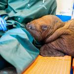 A Pacific walrus pup rests his head on the lap of an ASLC staff member after being admitted to
the Alaska SeaLife Center Wildlife Response Program on Aug. 1, 2023. Walruses are highly
tactile and social animals, receiving near-constant care from their mothers during the first two
years of life. To emulate this maternal closeness, round-the-clock “cuddling” is being provided to
ensure the calf remains calm and develops in a healthy manner. (Photo courtesy Kaiti Grant/Alaska SeaLife Center)