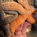 Seastars cling to pilings on the Homer Spit during a -5.2 tide on Wednesday, Aug. 2, 2023 in Homer, Alaska. Photo by Christina Whiting