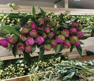 Photos by Emilie Springer/ Homer News
Peony bundles in a cooler at Diamond Ridge Peonies on August 11.