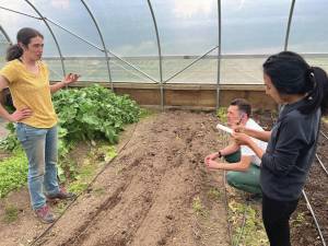 Photo provided by Jill Burnham
Benjamin Jenny and Jen Ky stop by to help Monica Kopp of Homer Soil and Water plant a cover crop of kale at the KPC high tunnel on Aug. 8.