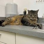 Una, 1.5-year-old female. Photo courtesy of Homer Animal Shelter