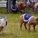 Pigs race at the Kenai Peninsula Fair in Ninilchik, Alaska, on Friday, Aug. 11, 2023. (Jake Dye/Peninsula Clarion)