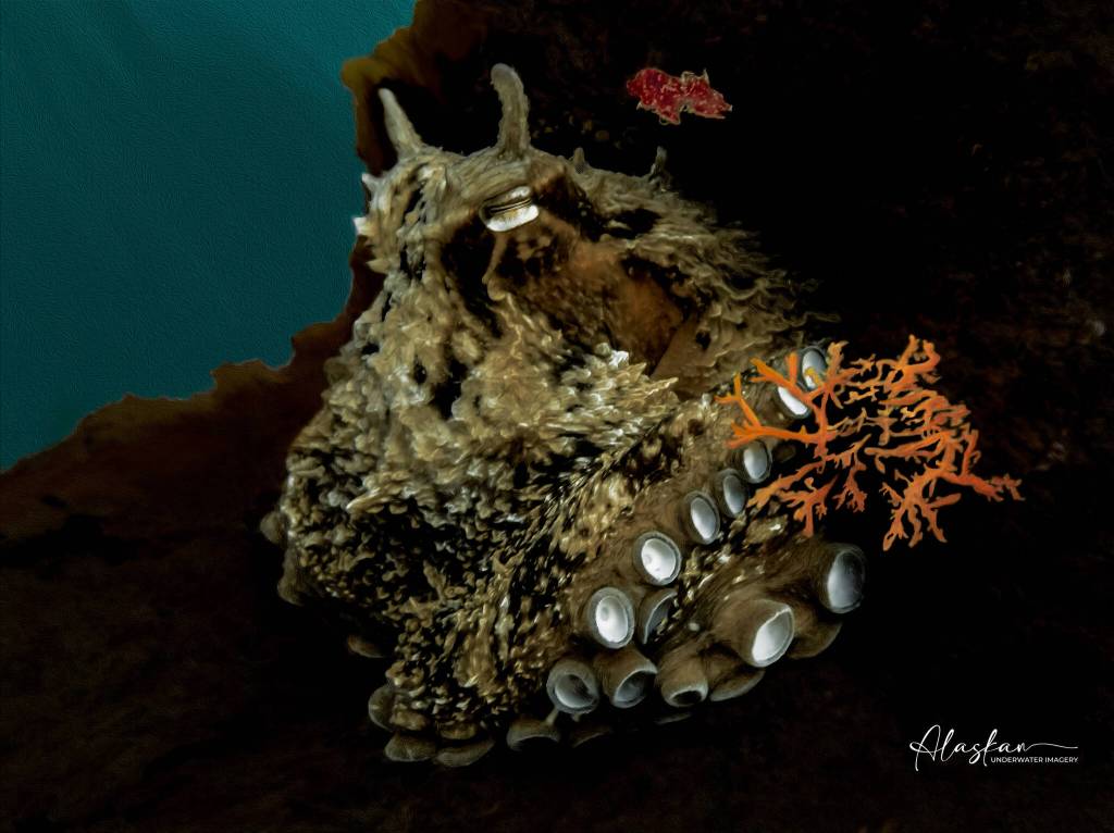 A Giant Pacific Octopus, as captured by underwater photographer Marcelle McDannel in Resurrection Bay in August 2022 is one of numerous photographs in McDannels new year-round display at Ptarmigan Arts. Photo provided by Marcelle McDannell