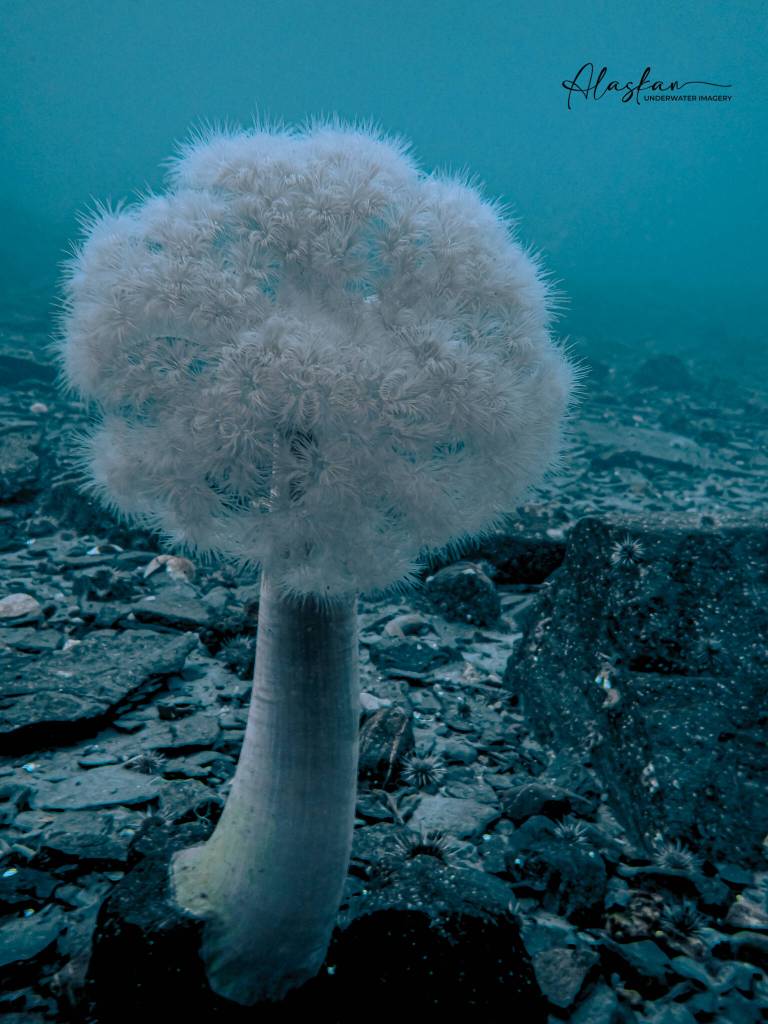Giant Plumose Anemone, an underwater image by photographer Marcelle McDannel, taken October 2022 in Smittys Cove, Whittier is now on display in her year-round exhibit at Ptarmigan Arts. Photo provided by Marcelle McDannell