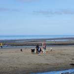 Families enjoy playing at Bishop's Beach during a -1.1 tide on Friday, Aug. 18, 2023 in Homer, Alaska. (Delcenia Cosman/Homer News)