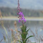 Fireweed blooms along Beluga Lake on Friday, Aug. 18, 2023 in Homer, Alaska. (Delcenia Cosman/Homer News)