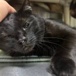 Midnight, six-year-old male. Photo courtesy of Homer Animal Shelter