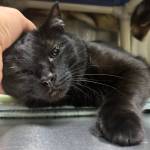 Midnight, six-year-old male. Photo courtesy of Homer Animal Shelter