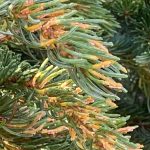 A close-up view of spruce tip rust on spruce tips on the Kenai Peninsula. (Photo by USFWS/Kris Inman)