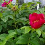 Sitka roses bloom outside the Homer News office on Friday, Aug. 25, 2023 in Homer, Alaska. (Delcenia Cosman/Homer News)