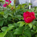 Sitka roses bloom outside the Homer News office on Friday, Aug. 25, 2023 in Homer, Alaska. (Delcenia Cosman/Homer News)