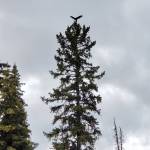 A bald eagle alights on a tall spruce tree on Friday, Aug. 25, 2023 in Anchor Point, Alaska. (Delcenia Cosman/Homer News)
