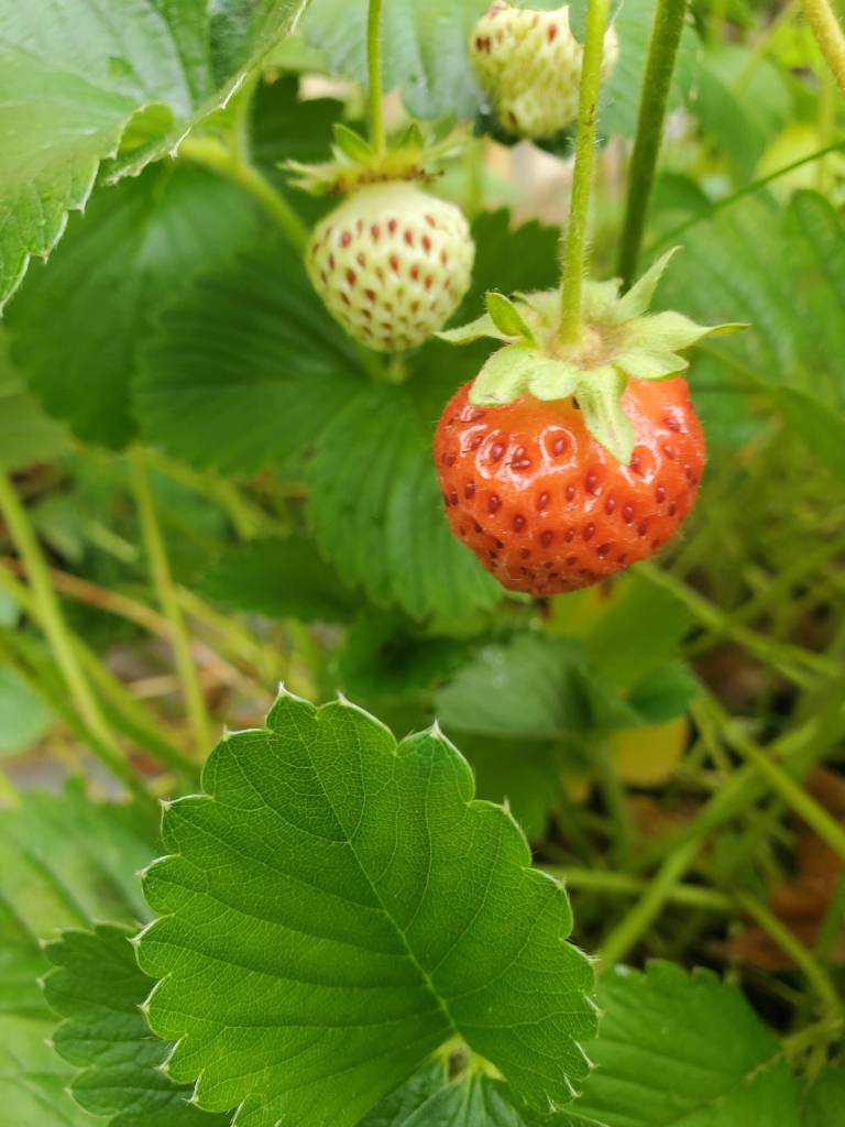 Wild strawberries are ripening on Friday, Aug. 25 in Anchor Point. (Delcenia Cosman/Homer News)