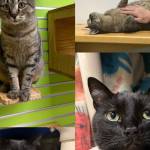 Una, two-year-old female tabby, and Midnight, six-year-old male. Photo courtesy of Homer Animal Shelter