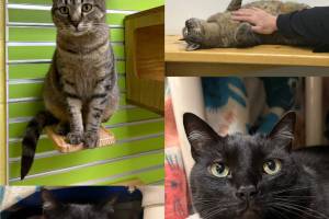 Una, two-year-old female tabby, and Midnight, six-year-old male. Photo courtesy of Homer Animal Shelter