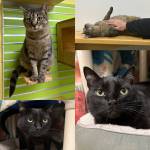Una, two-year-old female tabby, and Midnight, six-year-old male. Photo courtesy of Homer Animal Shelter